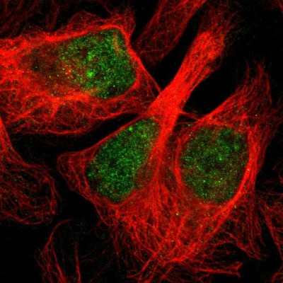 Immunocytochemistry/Immunofluorescence: C19orf26 Antibody [NBP2-47534] - Immunofluorescent staining of human cell line U-2 OS shows localization to nucleoplasm.