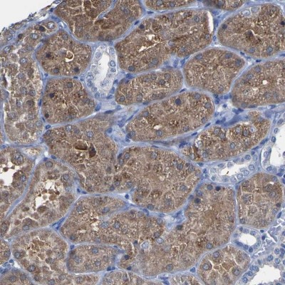 Immunohistochemistry: C19orf26 Antibody [NBP2-47534] - Staining of human kidney shows cytoplasmic positivity in cells in tubules.