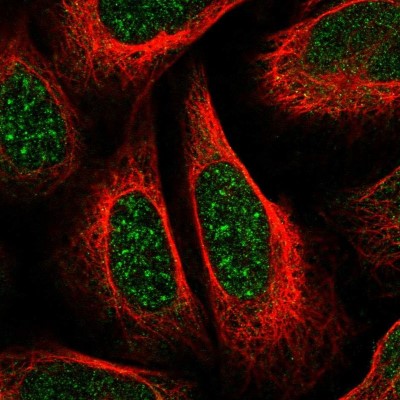 Immunocytochemistry/Immunofluorescence: MFSD2B Antibody [NBP2-14536] - Staining of human cell line U-2 OS shows positivity in nucleus but not nucleoli.