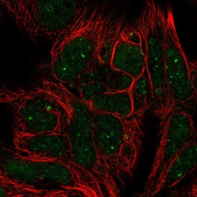 Immunocytochemistry/Immunofluorescence: NF-H Antibody [NBP2-37984] - Staining of human cell line HEK 293 shows localization to nuclear bodies.