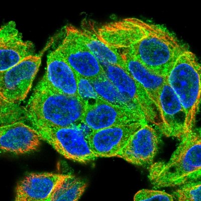 Immunocytochemistry/Immunofluorescence: MARCKS like protein Antibody [NBP2-38160] - Immunofluorescent staining of human cell line Hep G2 shows localization to cytosol.