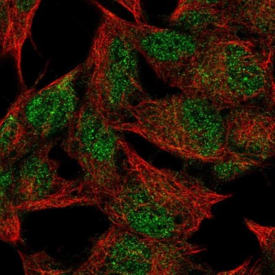 Immunocytochemistry/Immunofluorescence: FNDC4 Antibody [NBP2-49397] - Staining of human cell line SH-SY5Y shows localization to nucleoplasm.