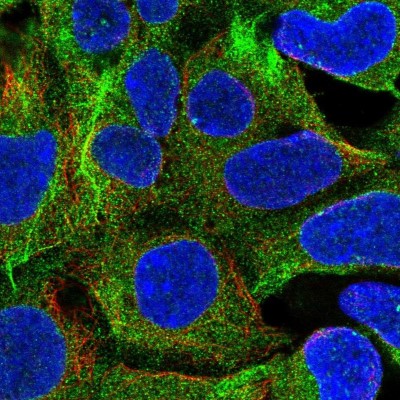 Immunocytochemistry/Immunofluorescence: RB1CC1 Antibody [NBP2-47312] - Immunofluorescent staining of human cell line HEK 293 shows localization to cytosol.