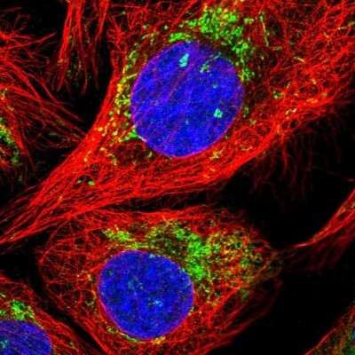 Immunocytochemistry/Immunofluorescence: C7orf30 Antibody [NBP2-33639] - Immunofluorescent staining of human cell line U-2 OS shows localization to mitochondria.