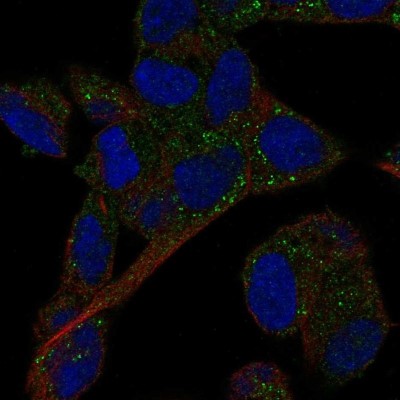 Immunocytochemistry/Immunofluorescence: Clusterin-like 1/CLUL1 Antibody [NBP2-33417] - Staining of human cell line SH-SY5Y shows localization to vesicles.