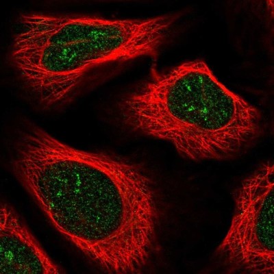 Immunocytochemistry/Immunofluorescence: ZNF498 Antibody [NBP2-33738] - Staining of human cell line U-2 OS shows localization to nucleus & nucleoli fibrillar center.
