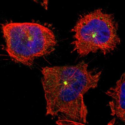 Immunocytochemistry/Immunofluorescence: PTAR1 Antibody [NBP1-91075] - Staining of human cell line U-251MG shows positivity in centrosome.