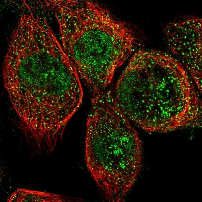 Immunocytochemistry/Immunofluorescence: OLFML2A Antibody [NBP1-84655] - Immunofluorescent staining of human cell line A-431 shows localization to nucleoplasm & cytosol.