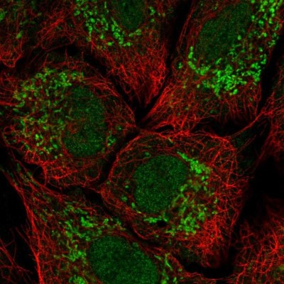 Immunocytochemistry/Immunofluorescence: Kv12.2 Antibody [NBP2-14142] - Staining of human cell line A549 shows localization to nucleus & mitochondria.