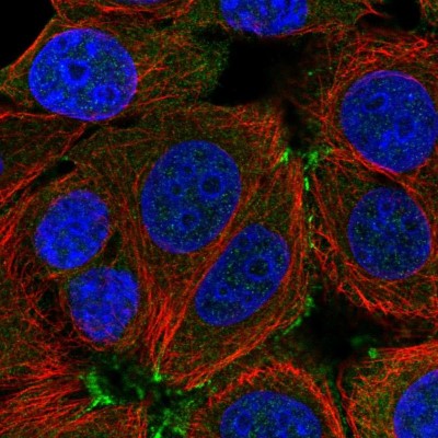 Immunocytochemistry/Immunofluorescence: APXL Antibody [NBP2-13308] - Immunofluorescent staining of human cell line MCF7 shows localization to cell junctions.