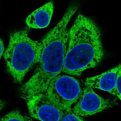Immunocytochemistry/Immunofluorescence: SLC39A7/ZIP7 Antibody [NBP2-13338] - Immunofluorescent staining of human cell line Hep G2 shows localization to endoplasmic reticulum.