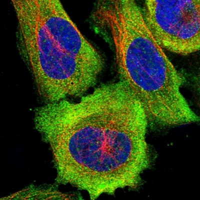 Immunocytochemistry/Immunofluorescence: LRRC50 Antibody [NBP1-85005] - Immunofluorescent staining of human cell line U-2 OS shows localization to nuclear speckles, plasma membrane & cytosol.