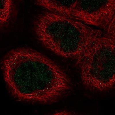 Immunocytochemistry/Immunofluorescence: HSF2 Antibody [NBP1-86330] - Staining of human cell line A-431 shows no positivity.