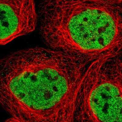 Immunocytochemistry/Immunofluorescence: PF1 Antibody [NBP1-89599] - Immunofluorescent staining of human cell line A-431 shows localization to nucleoplasm.