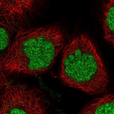 Immunocytochemistry/Immunofluorescence: BUD13 Antibody [NBP2-38407] - Immunofluorescent staining of human cell line A-431 shows localization to nucleus.