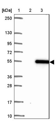 Western Blot: Thyroid receptor-interacting protein 13 Antibody [NBP2-38690] - Lane 1: Marker  [kDa] 250, 130, 95, 72, 55, 36, 28, 17, 10.  Lane 2: Negative Control.  Lane 3: Overexpression lysate