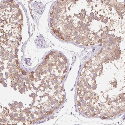 Immunohistochemistry: Thyroid receptor-interacting protein 13 Antibody [NBP2-38690] - Staining of human testis shows moderate cytoplasmic positivity in cells in seminiferus ducts.