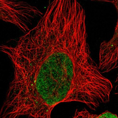 Immunocytochemistry/Immunofluorescence: PM20D2 Antibody [NBP1-89259] - Immunofluorescent staining of human cell line U-2 OS shows localization to nucleoplasm.