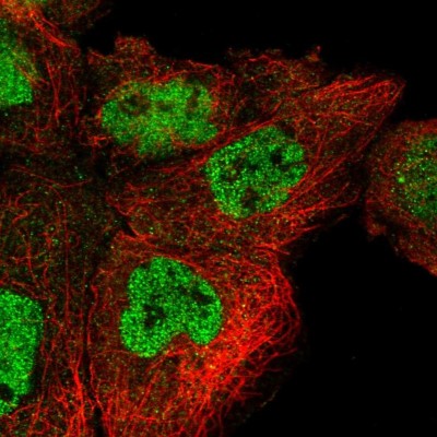 Immunocytochemistry/Immunofluorescence: POLR3H Antibody [NBP2-13787] - Immunofluorescent staining of human cell line A-431 shows localization to nucleoplasm & centrosome.