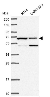 Western Blot: C19orf44 Antibody [NBP2-58435] - Western blot analysis in human cell line RT-4 and human cell line U-251 MG.