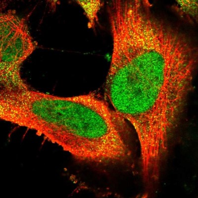 Immunocytochemistry/Immunofluorescence: FAM172A Antibody [NBP2-58246] - Staining of human cell line U-251 MG shows localization to nucleoplasm & cytosol.