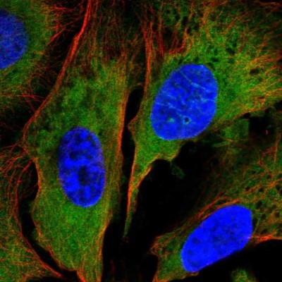 Immunocytochemistry/Immunofluorescence: NAP1L2 Antibody [NBP2-58252] - Staining of human cell line U-2 OS shows localization to cytosol.