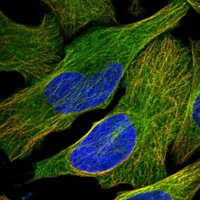 Immunocytochemistry/Immunofluorescence: KIF26B Antibody [NBP1-90443] - Immunofluorescent staining of human cell line U-2 OS shows localization to plasma membrane & microtubules.