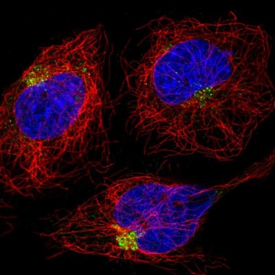 Immunocytochemistry/Immunofluorescence: RAB6IP1 Antibody [NBP2-30981] - Immunofluorescent staining of human cell line HeLa shows localization to the Golgi apparatus.