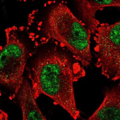 Immunocytochemistry/Immunofluorescence: KLF14 Antibody [NBP1-92058] - Staining of human cell line U-251 MG shows positivity in nucleus but not nucleoli and cytoplasm.