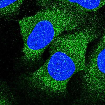 Immunocytochemistry/Immunofluorescence: CEND1 Antibody [NBP2-14469] - Staining of human cell line U-2 OS shows positivity in cytoplasm.