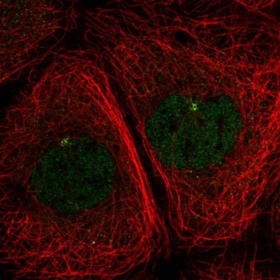 Immunocytochemistry/Immunofluorescence: DNAL1 Antibody [NBP2-13929] - Immunofluorescent staining of human cell line A-431 shows localization to nucleoplasm & microtubule organizing center.