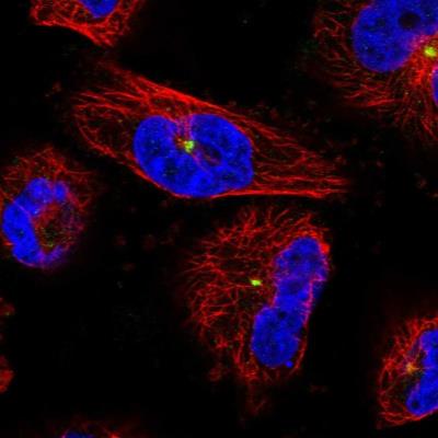 Immunocytochemistry/Immunofluorescence: PNMA5 Antibody [NBP2-13783] - Staining of human cell line U-251 MG shows positivity in centrosome.