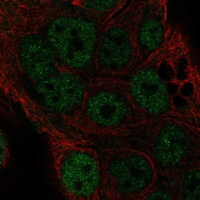 Immunocytochemistry/Immunofluorescence: C9orf167 Antibody [NBP1-93983] - Staining of human cell line HaCaT shows localization to nucleoplasm.