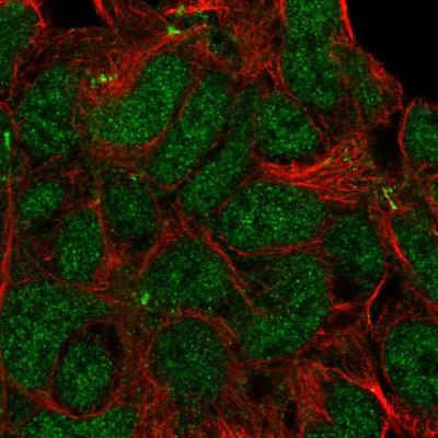 Immunocytochemistry/Immunofluorescence: KIDINS220 Antibody [NBP1-88995] - Staining  human cell line HEK 293 shows positivity in nucleus but excluded from the nucleoli. Antibody staining is shown in green.