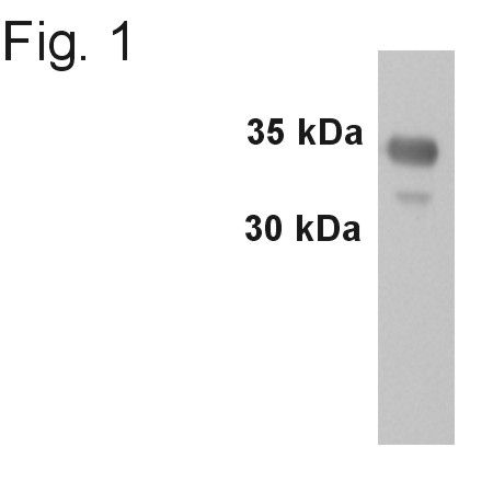 Western blot detection of Synaptophysin from rat brain using PA1-1043.