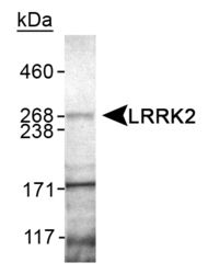 Western Blot detection of murine LRRK2 in mouse brain lysate.