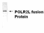 Western blot analysis of POLR2L in E coli-derived fusion protein using a POLR2L polyclonal antibody (Product # PA1-25692) at a dilution of 1:2000.