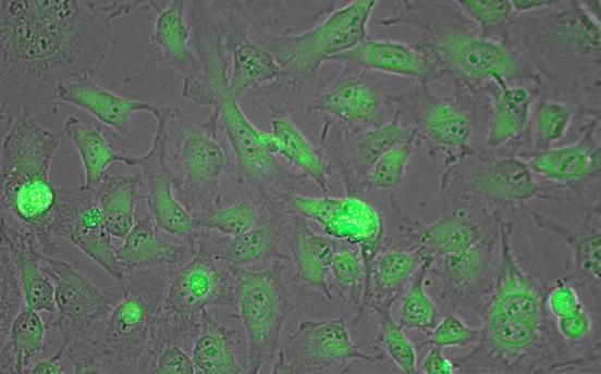 Immunofluorescent analysis of Lactate Dehydrogenase in MeOH/acetone-fixed HeLa cells using a Lactate Dehydrogenase polyclonal antibody (Product # PA1-26911).