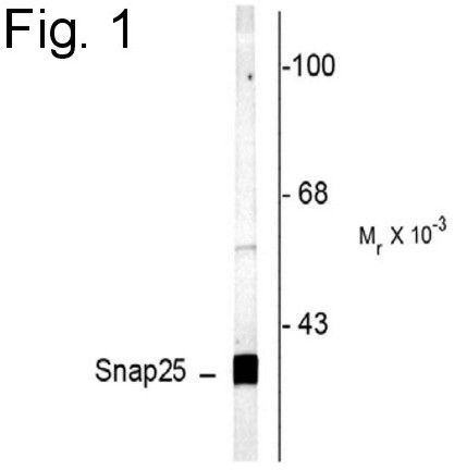 Western blot of rat cortex lysate showing specific labeling of the ~25 kDa SNAP25 protein.