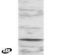Western blot detection of POU2AF1 in mouse spleen lysate using PA1-9020.