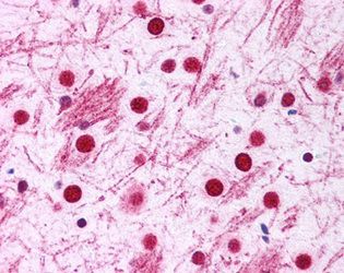 Immunohistochemistry staining of neurons, glial cells, and white matter. Mouse brain, 40X