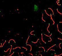 Immunofluorescent analysis of SCP1 in mouse pachytene preparation using a SCP1 polyclonal antibody (Product # PA1-31223) (red). CDK2 staining, near teleomeres, is also present (green).