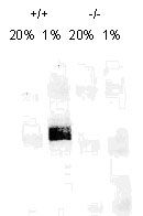 On day 1, MEF cells (+/+,-/-), were grown on 15cm dish (2x10 to the 6th cells). On day 2, cells were exposed to hypoxia for 4hrs. Cells were washed with ice cold PBS twice and whole cell protein was extracted with RIPA buffer fortified with protease. Upon quantification, 100ug of protein was fractionated on 7% polyacralymide gel. -Gel was transferred overnight onto nitrocellulose membrane. The membrane was probed with HIF-1 alpha monoclonal antibody at a 1:500 dilution. The secondary antibody was conjugated with HRP and was used at a 1:2500 dilution.