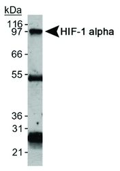 Immunoprecipitation of HIF-1alpha using MA1-46457; Heavy and light chains are also detected.