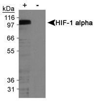 Detection of HIF-1 alpha in cobalt chloride treated/untreated COS-7 nuclear extracts using MA1-46457.