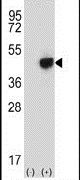 Western blot analysis of RMND5B (arrow) using a RMND5B polyclonal antibody (Product # PA5-12399) in 293 cell lysates (2 ug/lane) either nontransfected (Lane 1) or transiently transfected (Lane 2) with the RMND5B gene.
