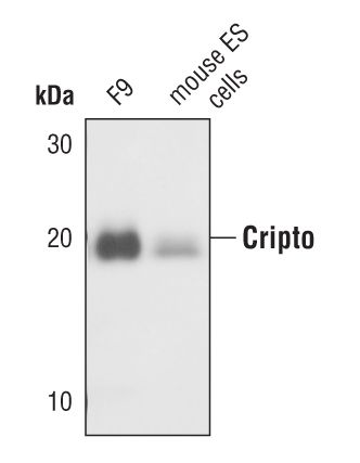 Western blot analysis of Cripto in extracts from F9 and mouse embryonic stem (ES) cells using Cripto polyclonal antibody (Product # PA5-17191).