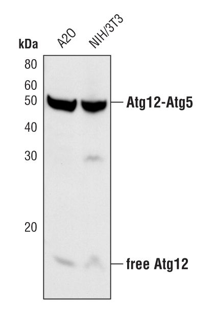 Western blot analysis of Atg12 in extracts from A20 and NIH/3T3 cell lines using Atg12 polyclonal antibody (Product # PA5-17218).