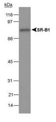 HIF-1 alpha Antibody (MA5-16016) in WB
