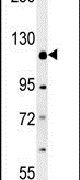 Western blot analysis in mouse cerebellum tissue lysates (15ug per lane) using a RADIL polyclonal antibody (Product # PA5-23742).